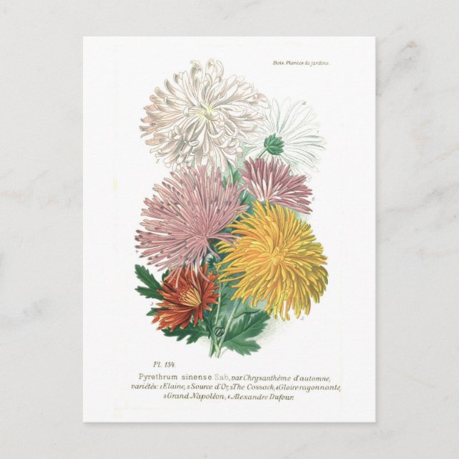 Pyrethrum sinense (Chrysanthemum) Vykort (Framsida)