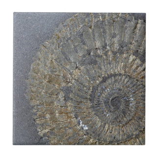 Pyritized Ammonite Kakelplatta