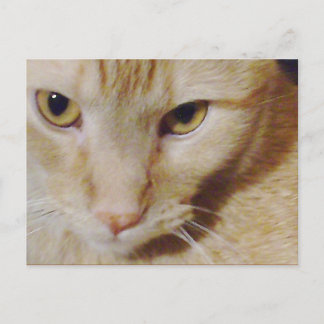 Pyro Kattunge Vykort