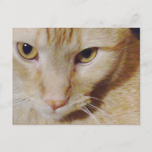 Pyro Kattunge Vykort (Framsida)