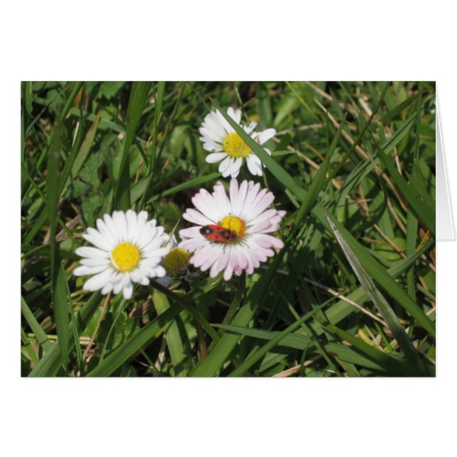 Pyrrhocoris apterus hälsningskort (Framsidan Horizontal)