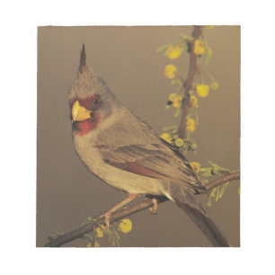 Pyrrhuloxia, Cardinalis sinuatus Anteckningsblock