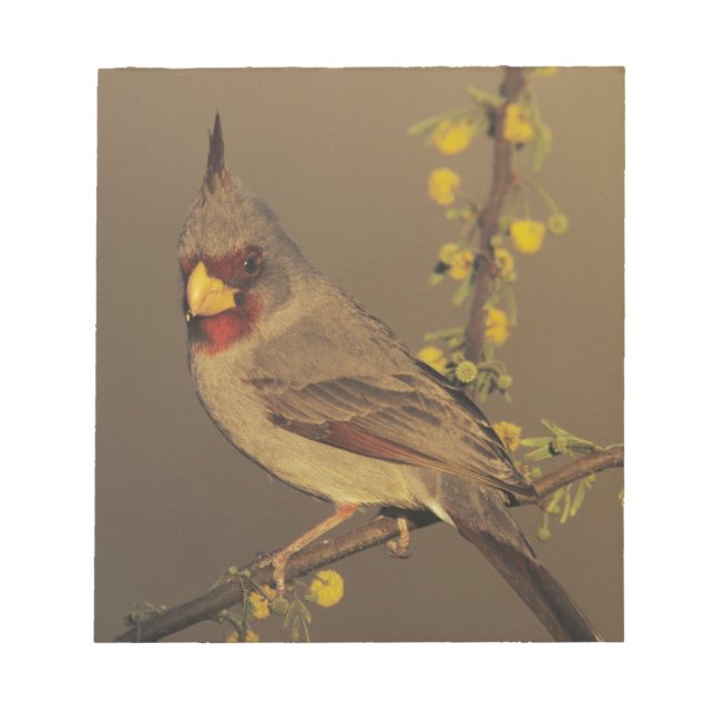 Pyrrhuloxia, Cardinalis sinuatus Anteckningsblock (Framsida)