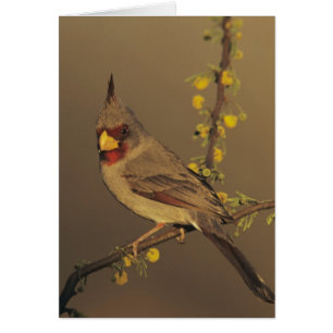Pyrrhuloxia, Cardinalis sinuatus Hälsningskort