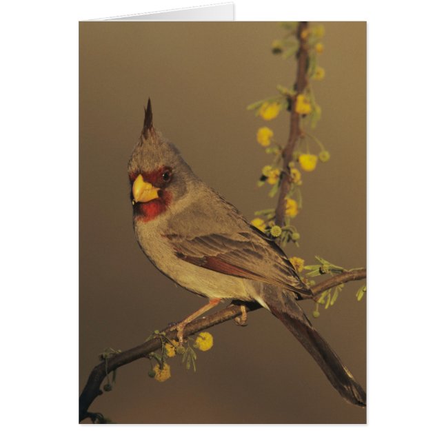 Pyrrhuloxia, Cardinalis sinuatus Hälsningskort (Framsidan)