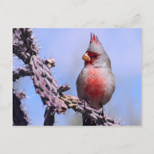 Pyrrhuloxia Desert Kardinal Vykort