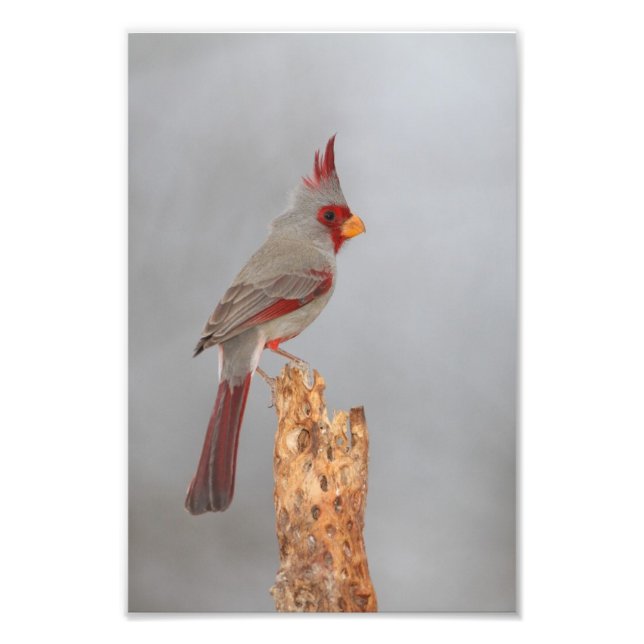 Pyrrhuloxia på en gren fototryck (Framsidan)
