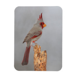 Pyrrhuloxia på en gren magnet