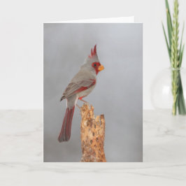 Pyrrhuloxia på gren kort