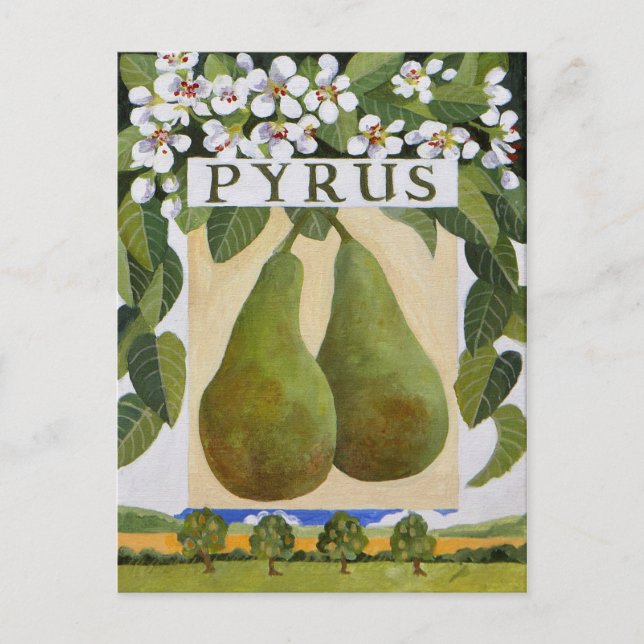 Pyrus Vykort (Framsida)