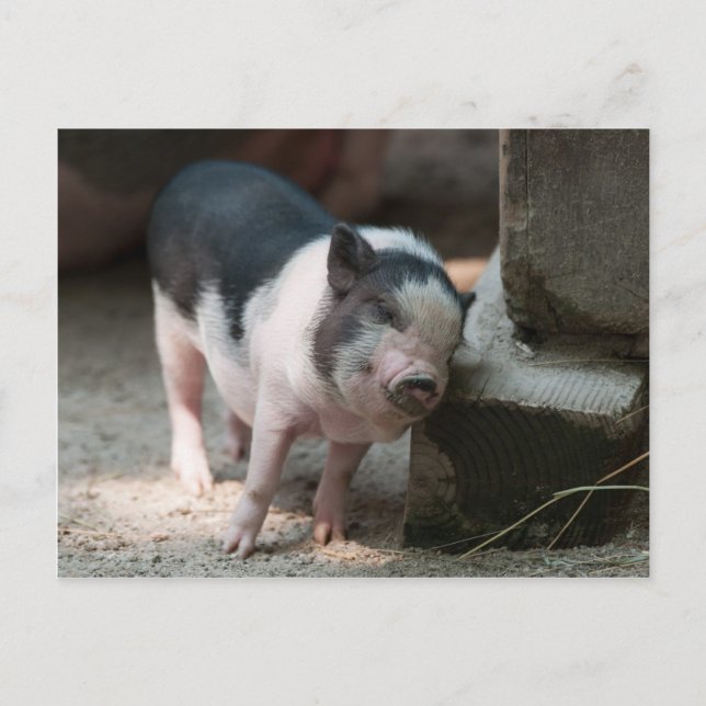 Pysar på precis rätt ställe vykort (Framsida)