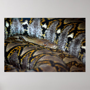 Python-foto Poster