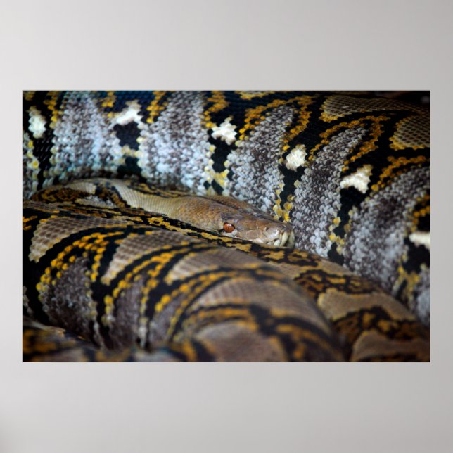 Python-foto Poster (Framsidan)