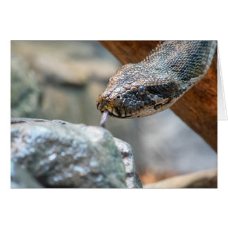 Python Hälsningskort