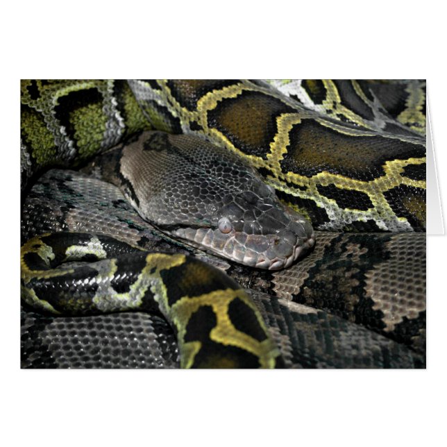 Python mourus bivittatus hälsningskort (Framsidan Horizontal)