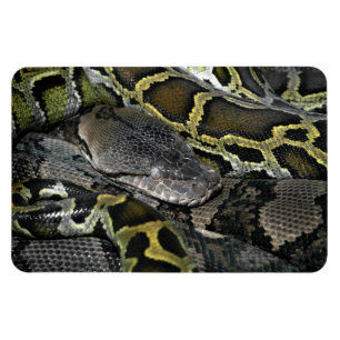 Python mourus bivittatus magnet