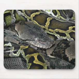 Python mourus bivittatus musmatta