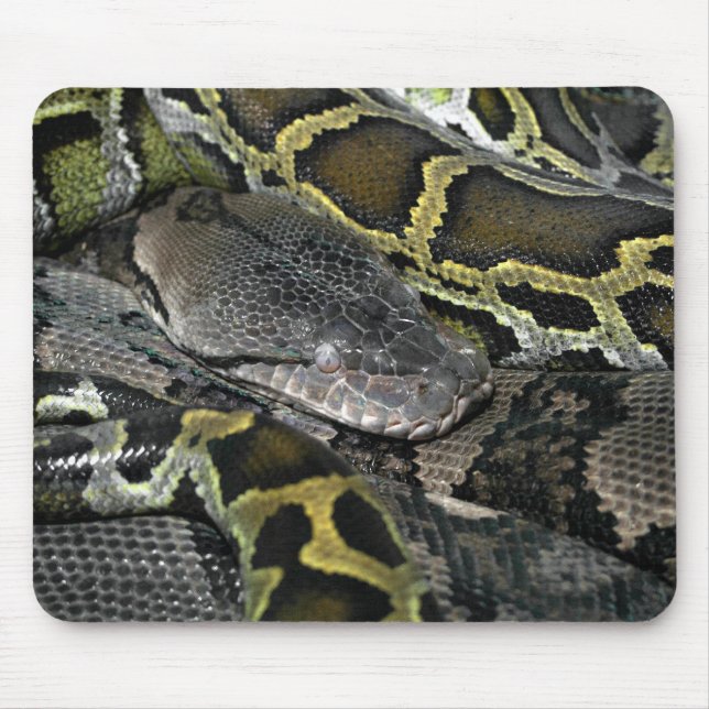 Python mourus bivittatus musmatta (Framsidan)