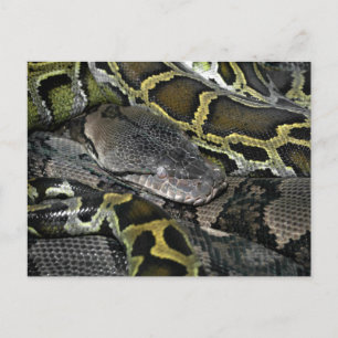 Python mourus bivittatus vykort