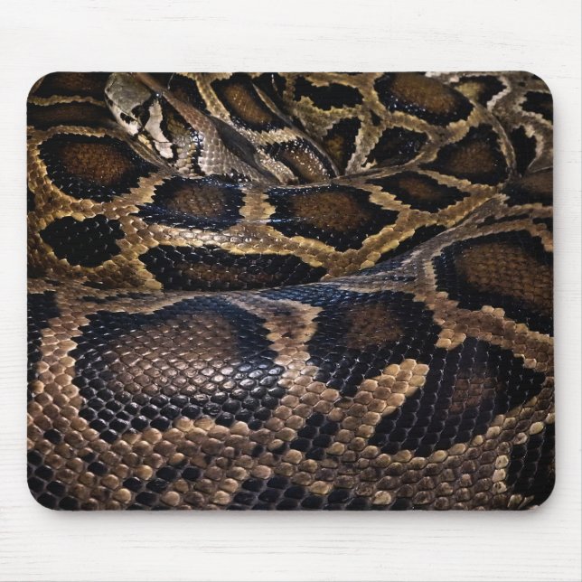 Python Musmatta (Framsidan)