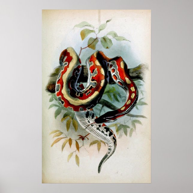 PYTHON! POSTER (Framsidan)