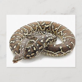 Python Snake Reptile Vykort