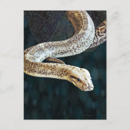 Python Snake Vykort