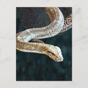 Python Snake Vykort
