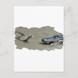 Python vs Alligator Vykort
