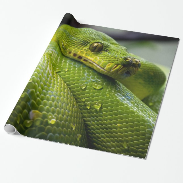 Pytonorm Presentpapper (Utrullad)