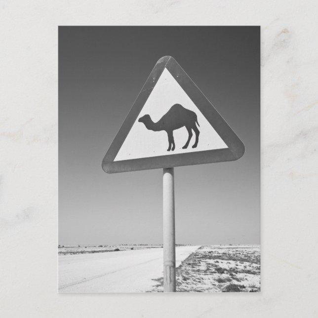 Qatar, Al Zubarah. Camel Crossing Sign-Road till Vykort (Framsida)