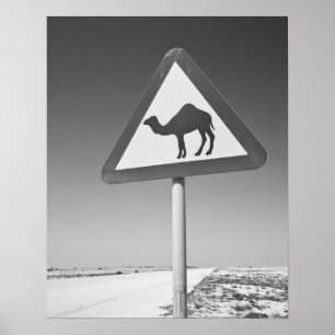 Qatar, Al Zubarah. Kamel Korsning Skylt-Väg till Poster