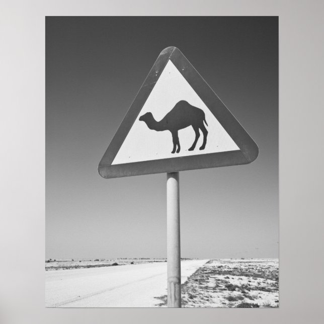 Qatar, Al Zubarah. Kamel Korsning Skylt-Väg till Poster (Framsidan)