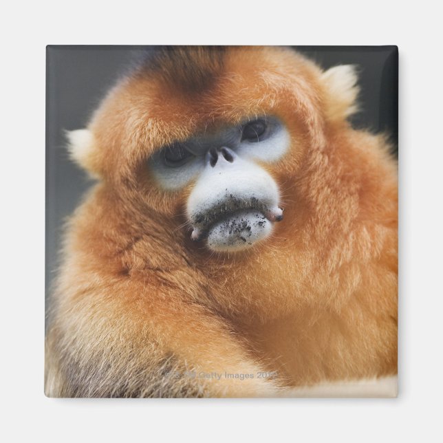 Qinling Mountains Magnet (Framsidan)