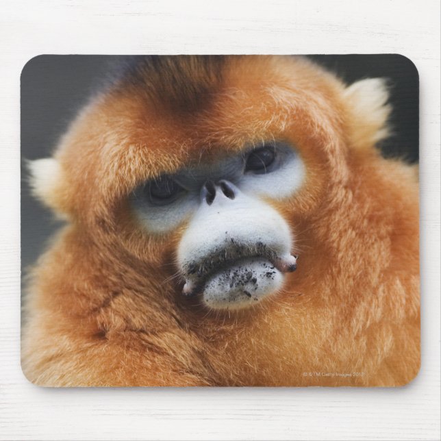 Qinling Mountains Musmatta (Framsidan)