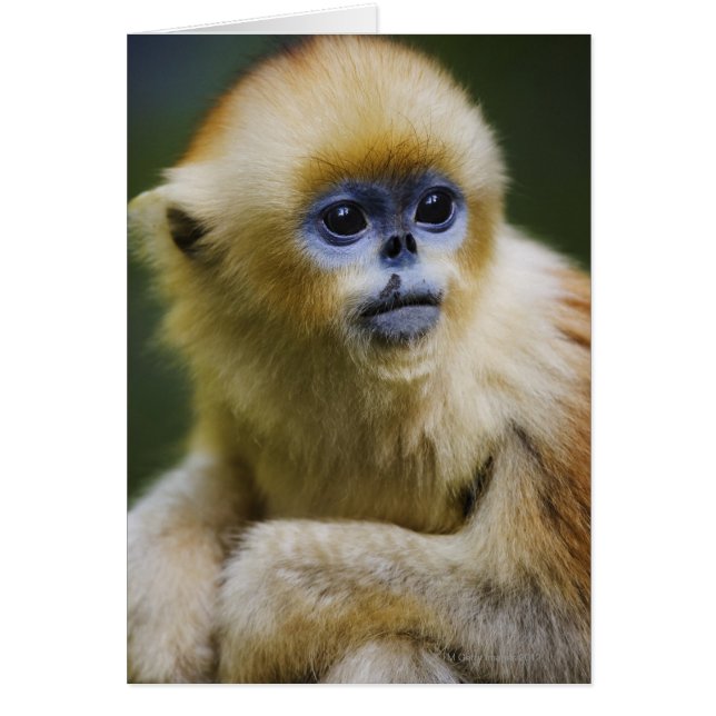 Qinling Mountains, okt 2006 Hälsningskort (Framsidan)