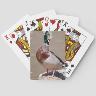 Quacking Mallard Anka Casinokort