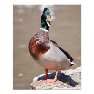 Quacking Mallard Anka Fototryck