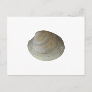 Quahog Clam (obetitlad) Vykort