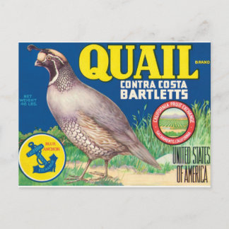 Quail Contra Costa Bartletts Sacramento California Vykort