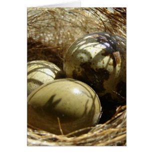 Quail Eggs Hälsningskort