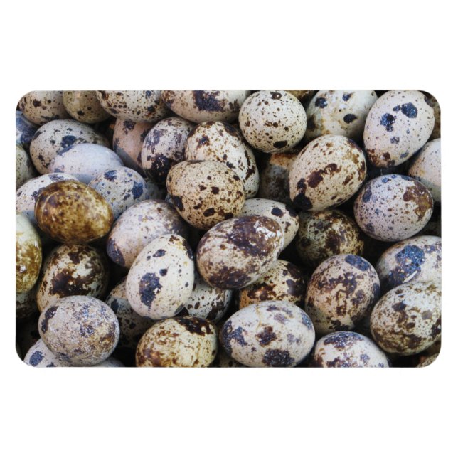 Quail Eggs Magnet (Horisontell)