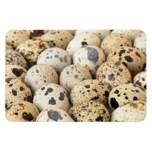 Quail Eggs Magnet