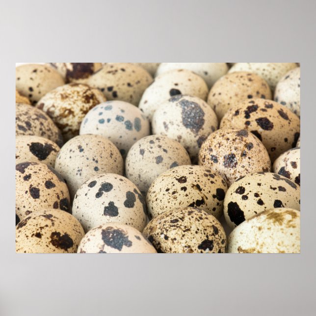 Quail Eggs Poster (Framsidan)
