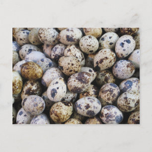 Quail Eggs Vykort