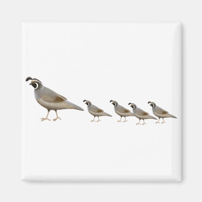 Quail Family Magnet (Framsidan)