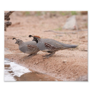 Quail för manliga och kvinnliga Gambel Fototryck
