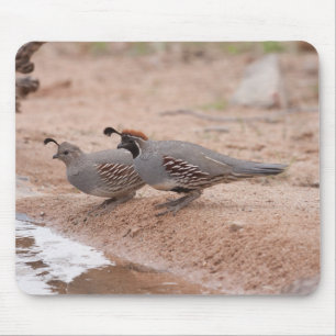 Quail för manliga och kvinnliga Gambel Musmatta