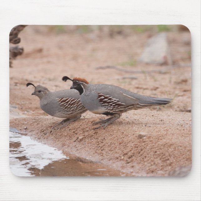 Quail för manliga och kvinnliga Gambel Musmatta (Framsidan)