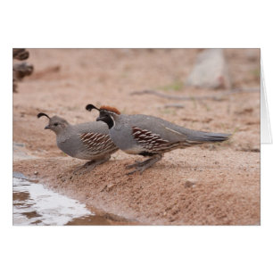 Quail för manligt och kvinnligt spel hälsningskort
